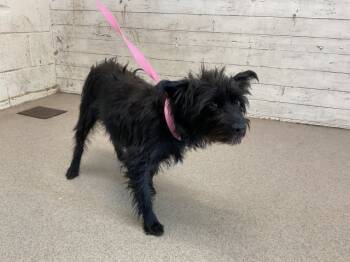 Rescue Yorkshire Terrier Dogs for Adoption in San Bernardino, California - FRITA | PetCurious