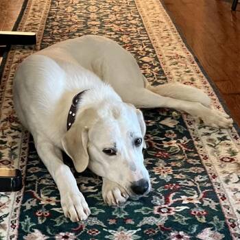Juniper (courtesy post) -  Great Pyrenees and Labrador Retriever Dog for Adoption in Clarksville, Virginia - Juniper (courtesy Post) | PetCurious