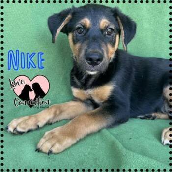 Nike -  Labrador Retriever Dog for Adoption in Gilbert, Arizona - Nike | PetCurious