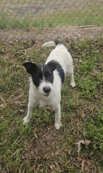 Terrier and Jack Russell Terrier Dogs Available for Adoption in Morrilton, Arkansas - Annie | PetCurious