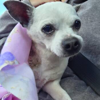 Mixed Breed and Chihuahua Dogs Available for Adoption in Bismarck, North Dakota - FFR-Stray-13766 | PetCurious