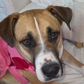 Shepherd Dogs Available for Adoption - Lain | PetCurious