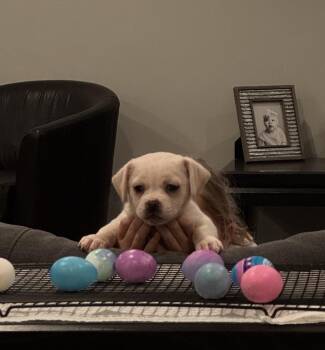 Pekingese Dogs Available for Adoption - Lloyd | PetCurious