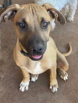 Bilbo -  Mixed Breed Dog for Adoption in Snyder, Texas - Bilbo | PetCurious