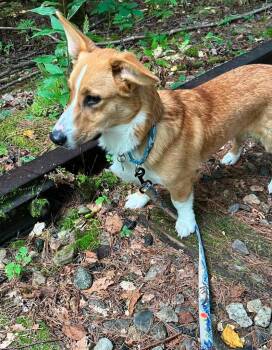 Buck -  Corgi and Labrador Retriever Dog for Adoption in Lunenburg, Vermont - Buck | PetCurious