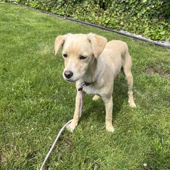 Terrier Dogs Available for Adoption in Cashmere, Washington - Summit | PetCurious