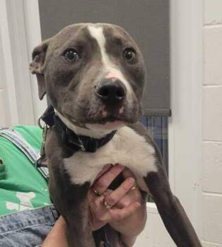 Julio -  Pit Bull Terrier and Mixed Breed Dog for Adoption in Kansas City, Missouri - Julio | PetCurious