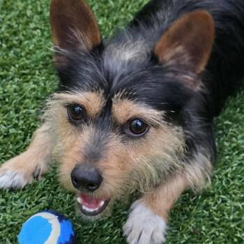 Descartes -  Terrier and Mixed Breed Dog for Adoption in Wake Forest, North Carolina - Descartes | PetCurious