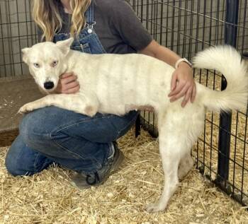 Rescue Husky Dogs for Adoption in Seguin, Texas - Blanca | PetCurious