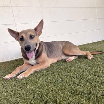 Bubbles 0331 -  Husky and Mixed Breed Dog for Adoption in Loxahatchee Groves, Florida - Bubbles 0331 | PetCurious