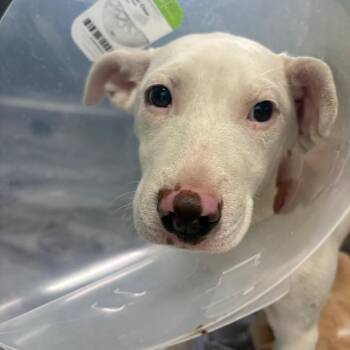 Snowflake -  Mixed Breed Dog for Adoption in Spokane, Washington - Snowflake | PetCurious