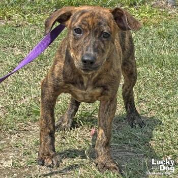 Australian Cattle Dog Blue Heeler and Retriever Dogs Available for Adoption in Washington, District Of Columbia - Beatrix | PetCurious