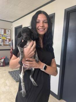 Dachshund Dogs Available for Adoption in Syracuse, New York - Daniel "Danny" | PetCurious