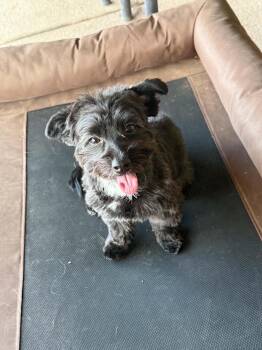Spidey Crew - Yelena -  Yorkie Poo Dog for Adoption in Phoenix, Arizona - Spidey Crew - Yelena | PetCurious