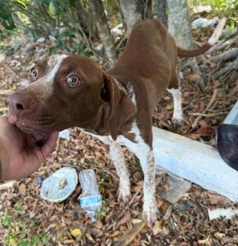 LEELOO -  Pointer Dog for Adoption in Fort Lauderdale, Florida - LEELOO | PetCurious