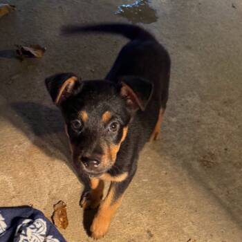 Rescue German Shepherd Dog Dogs for Adoption in Tipton, Iowa - Penelope | PetCurious