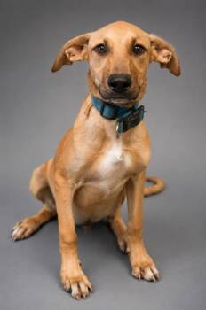Charlie (Blue Collar) -  German Shepherd Dog and Weimaraner Dog for Adoption in Bowling Green, Kentucky - Charlie (Blue Collar) | PetCurious