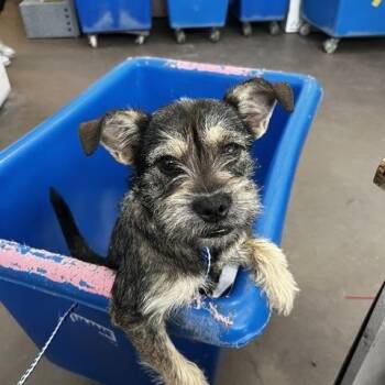 Schnauzer Dogs Available for Adoption in Portland, Maine - Rosemary | PetCurious