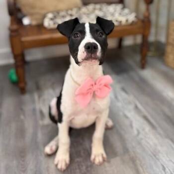 Pit Bull Terrier and Labrador Retriever Dogs Available for Adoption in Friendswood, Texas - Jill Joyful Little Lovebug | PetCurious