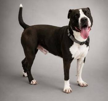 Grayson Happy Turn Key Boy Lived in a Home with Dogs and Kids -  American Bully Dog for Adoption in Charlottesville, Virginia - Grayson Happy Turn Key Boy Lived In A Home With Dogs And Kids | PetCurious