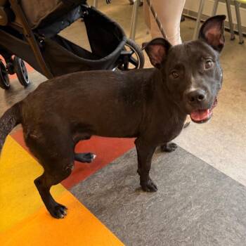 Spirit -  Mixed Breed Dog for Adoption in Philadelphia, Pennsylvania - Spirit | PetCurious