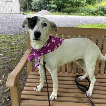 Xena -  Mixed Breed Dog for Adoption in Moravia, New York - Xena | PetCurious