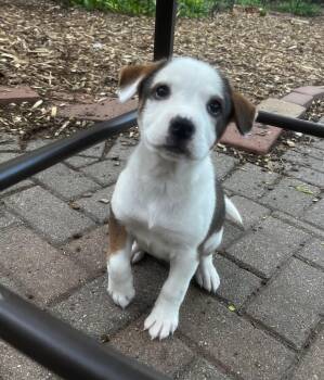 Beagle and Mixed Breed Dogs Available for Adoption in Minneapolis, Minnesota - Marnie | PetCurious