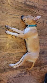 Labrador Retriever and Shepherd Dogs Available for Adoption in Millcreek, Utah - Rupert | PetCurious