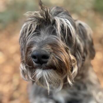 Schnauzer Dogs Available for Adoption - McKinney | PetCurious