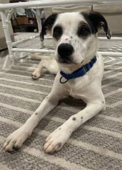 Panda -  Mixed Breed Dog for Adoption in Riverdale, New Jersey - Panda | PetCurious