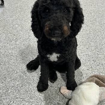 Shadow. Chill. Laid back -  Cockapoo Dog for Adoption in Antwerp, Ohio - Shadow. Chill. Laid Back | PetCurious