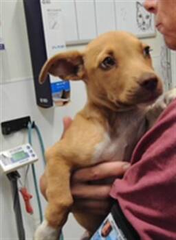 NEIL -  Dachshund and Mixed Breed Dog for Adoption in Albuquerque, New Mexico - NEIL | PetCurious
