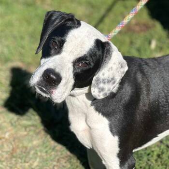Rescue Mixed Breed Dogs for Adoption in Huntington, West Virginia - Tucker Aka HUCKLEBERRY | PetCurious