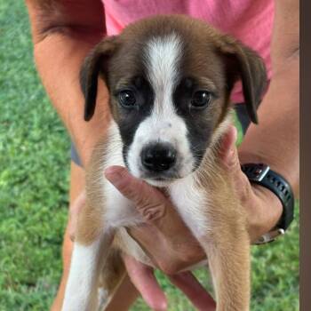 Mylee -  Jack Russell Terrier and Hound Dog for Adoption in Pensacola, Florida - Mylee | PetCurious