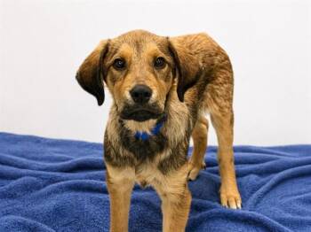 German Shepherd Dog and Mixed Breed Dogs Available for Adoption in Fort Lauderdale, Florida - BOB ROSS | PetCurious