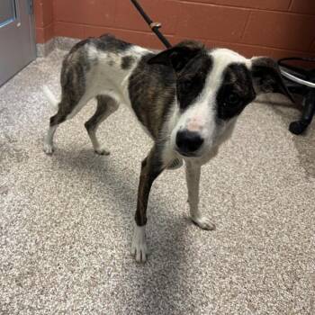 HERA -  Australian Cattle Dog Blue Heeler and Pit Bull Terrier Dog for Adoption in Pueblo, Colorado - HERA | PetCurious