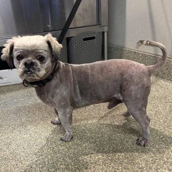 IVHS-Stray-140120 -  Shih Tzu Dog for Adoption in San Gabriel, California - IVHS-Stray-140120 | PetCurious