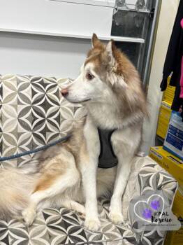 Siberian Husky Dogs Available for Adoption in Kenai, Alaska - Patsy | PetCurious