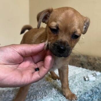 Pudding -  Mixed Breed and Pug Dog for Adoption in Corinth, Mississippi - Pudding | PetCurious