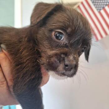Cabana -  French Bulldog and Sheep Dog Dog for Adoption in East St. Louis, Illinois - Cabana | PetCurious