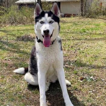 Husky Dogs Available for Adoption in Cranford, New Jersey - Ghost | PetCurious