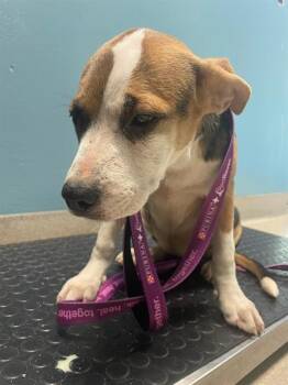ADELAIDE -  Hound and Mixed Breed Dog for Adoption in Newton, North Carolina - ADELAIDE | PetCurious