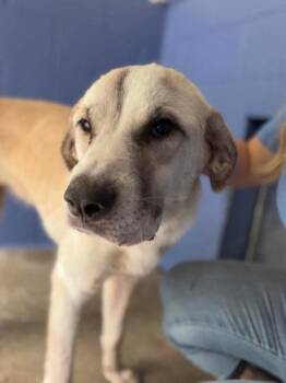 Shiva -  Mixed Breed Dog for Adoption in Leitchfield, Kentucky - Shiva | PetCurious