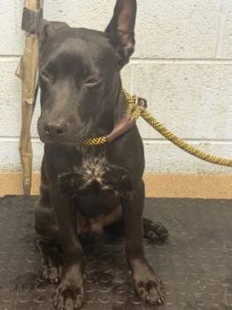 Lancerlote -  Mixed Breed Dog for Adoption in Chamblee, Georgia - Lancerlote | PetCurious