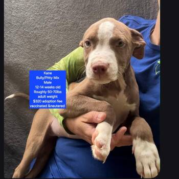 Kane -  American Bully and Pit Bull Terrier Dog for Adoption in Oviedo, Florida - Kane | PetCurious