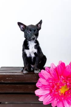 Australian Cattle Dog Blue Heeler Dogs Available for Adoption in Brighton, Colorado - 358-26 | PetCurious