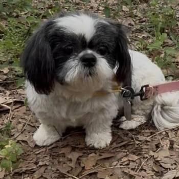 Shih Tzu Dogs Available for Adoption in Olive Branch, Mississippi - Sage | PetCurious