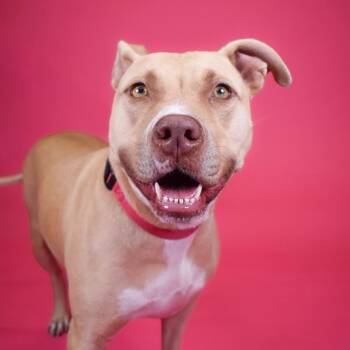 Tonka -  Mixed Breed Dog for Adoption in West Palm Beach, Florida - Tonka | PetCurious
