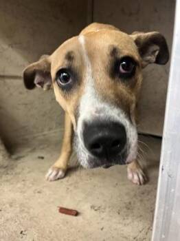 Beanie -  Terrier and Mixed Breed Dog for Adoption in Gainesville, Florida - Beanie | PetCurious