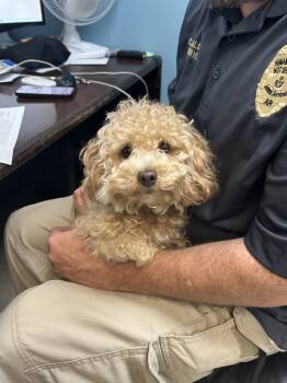 Rescue Poodle Dogs for Adoption in Hot Springs, Arkansas - Sissy | PetCurious